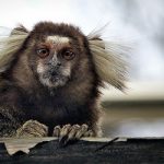 Raid recovers missing zoo heist monkey