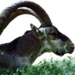 Spain set to clone extinct mountain goat