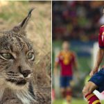 Spain’s football squad ‘could save Iberian lynx’