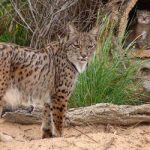 Road kill: Spain’s wild cats face rising death toll