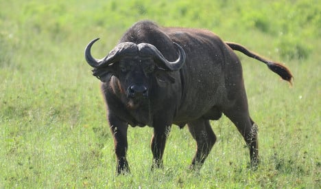 Man killed by charging buffalo at Spanish safari park