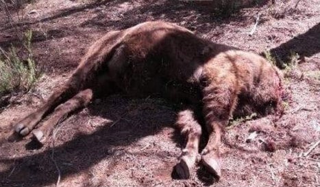 Wildlife ranger accused over decapitated bison in Valencia