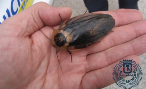 Police find lunchbox crammed full of GIANT cockroaches in Madrid park