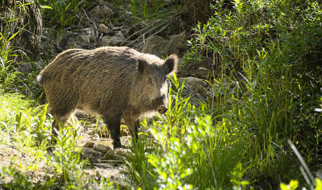 Archers to the rescue in Madrid as boars invade urban areas