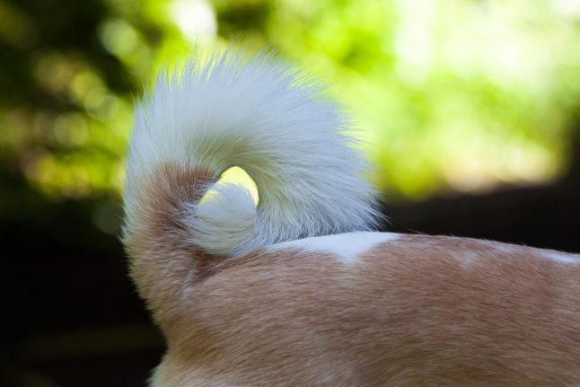 Good news for animal lovers: Congress bans cutting off dog tails