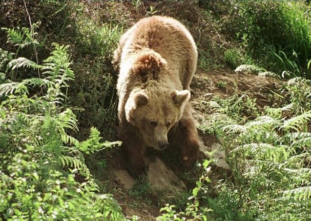 Debate over Pyrenean bears leads to death threats