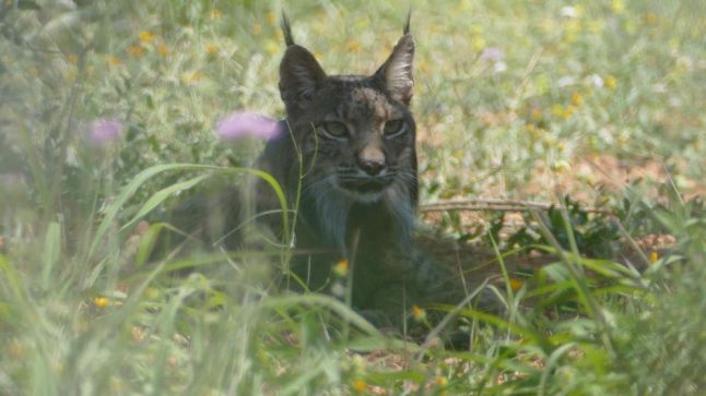 Endangered Iberian lynx found living in hills near Barcelona