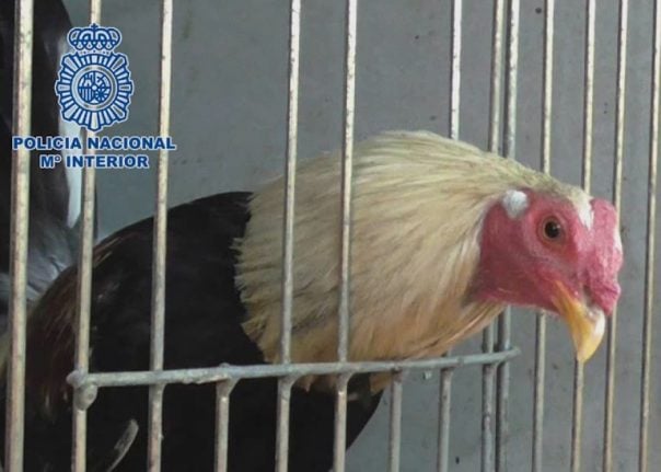 Spanish police arrest 182 people at illegal cockfight