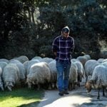 Sheep nibble Madrid’s largest park into shape