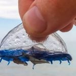 Strange blue sea creatures wash up on Costa Blanca beaches
