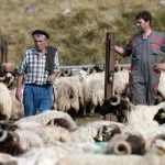 Shepherds on French-Spanish border fear that bears will strike again