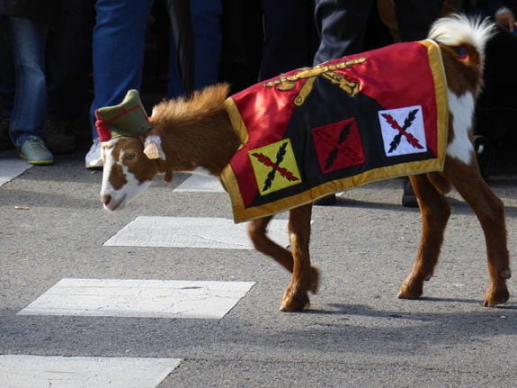 The goat of the Spanish Legion gears up for action at 2015's National Day Parade. Photo: Carlos Teixidor Cadenas/Wikipedia