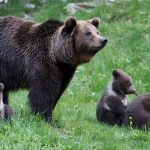 How elusive brown bears have become a tourist attraction in northern Spain