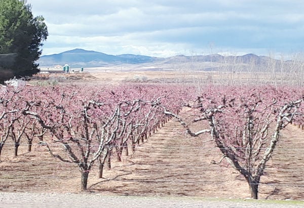 IN PICS: Ten photos that will make you excited about spring in Spain