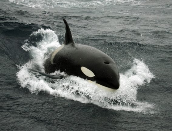 Spain bans sailing after spate of rogue killer whale attacks on yachts
