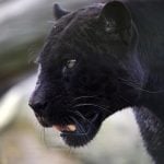 Is there a black panther prowling around a small village in southern Spain?