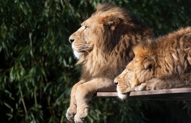 Coronavirus: Four lions test positive at Barcelona zoo