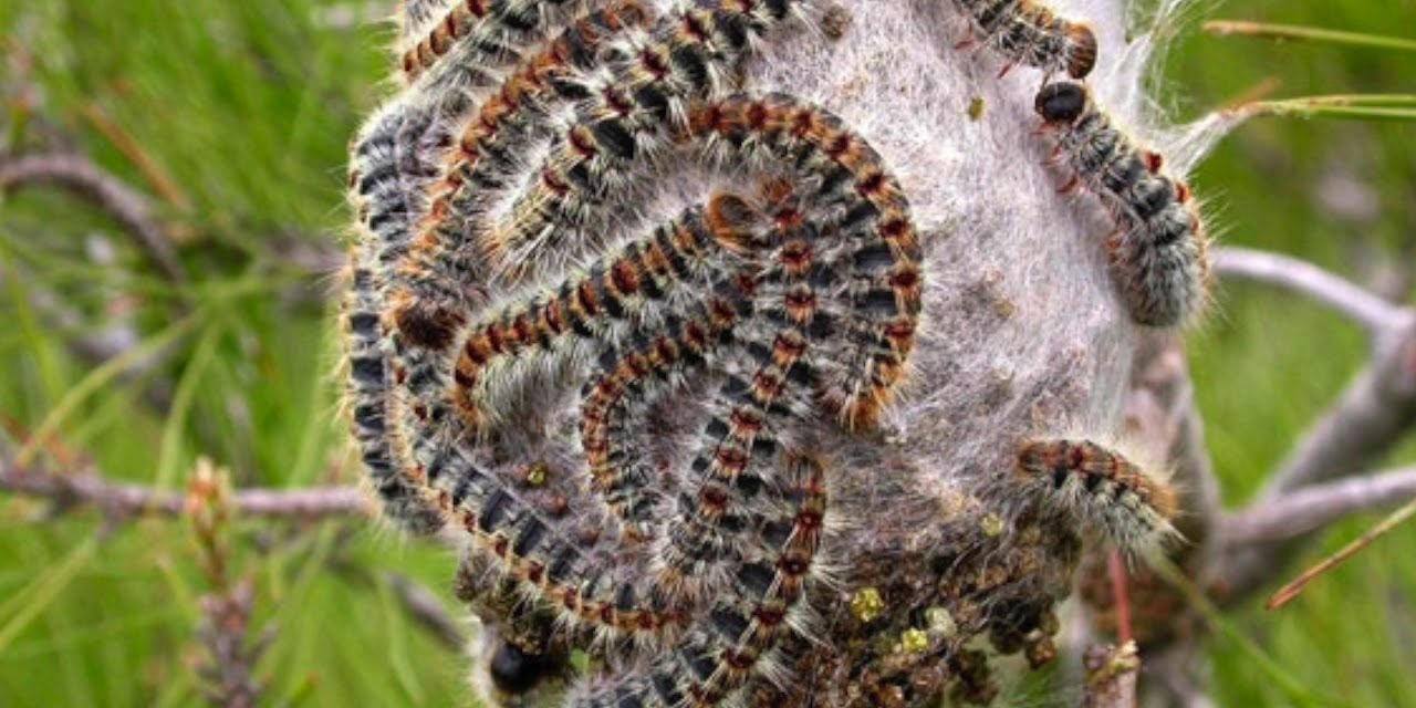 Danger: toxic caterpillar plague creeps across Spain despite cold winter