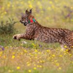 Spain's endangered Iberian Lynx population back on the rise