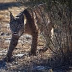 How Spain is helping the Iberian lynx to claw back from the brink of extinction
