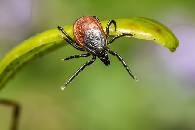 Ticks are proliferating in Spain: How to avoid them and protect yourself