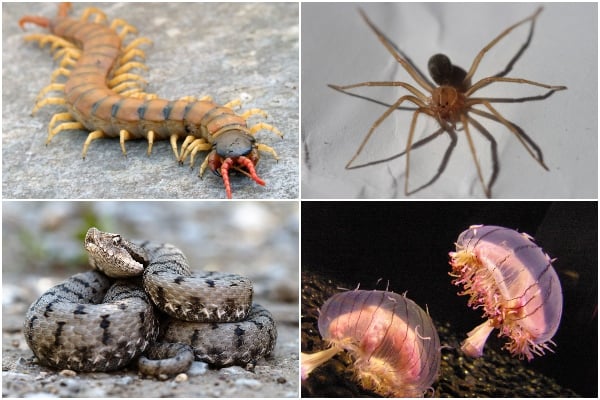 What venomous species are there in Spain?