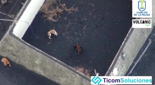 drone shot trapped dogs la palma spain