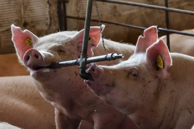 pigs drink water in factory in spain